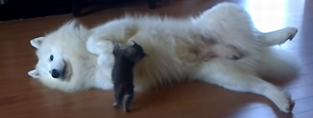 子ネコとワンコ　６４０