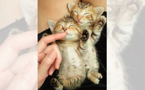 2%e5%8c%b9%e3%81%ae%e5%ad%90%e3%83%8d%e3%82%b3